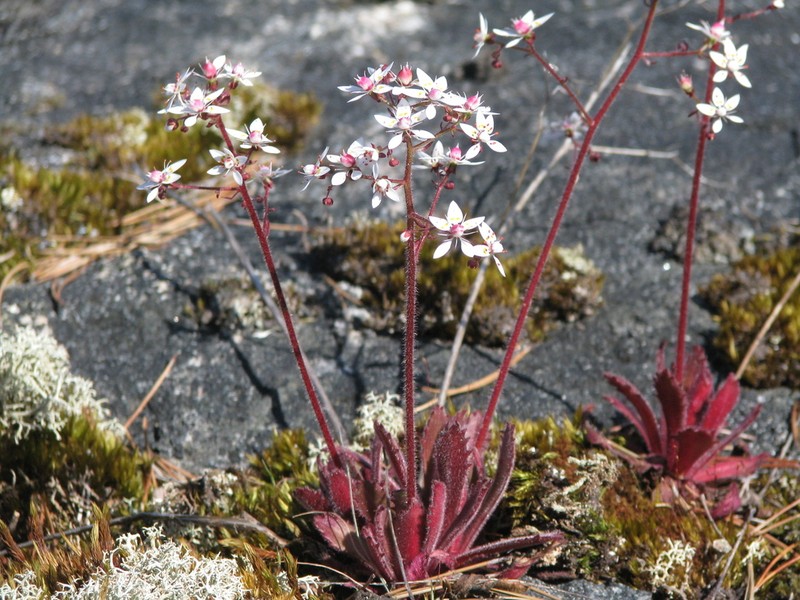 Russethair Saxifrage photo 7