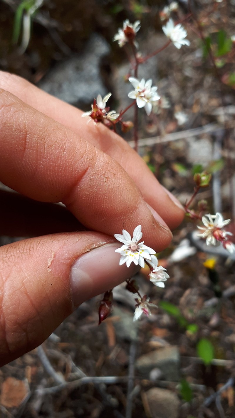 Russethair Saxifrage photo 8