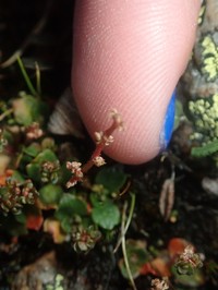 Leafystem Saxifrage