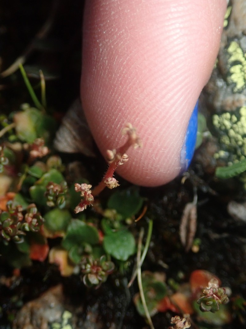 Leafystem Saxifrage