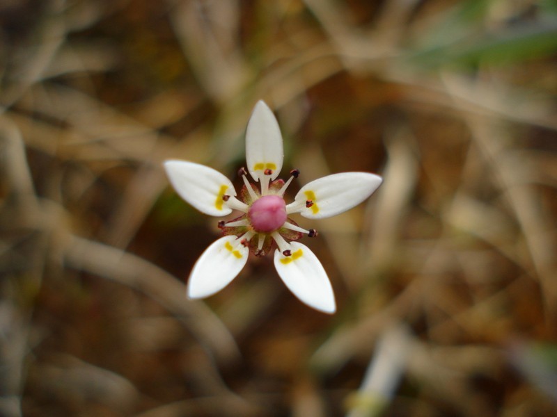 Leafystem Saxifrage photo 2