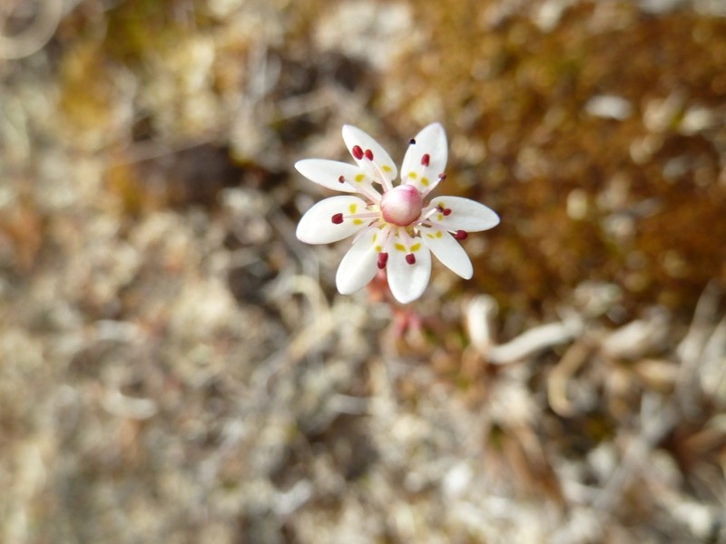 Leafystem Saxifrage photo 3