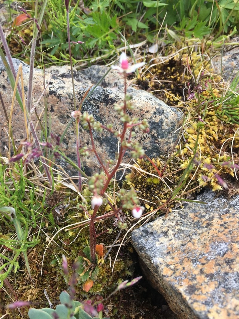 Leafystem Saxifrage photo 4