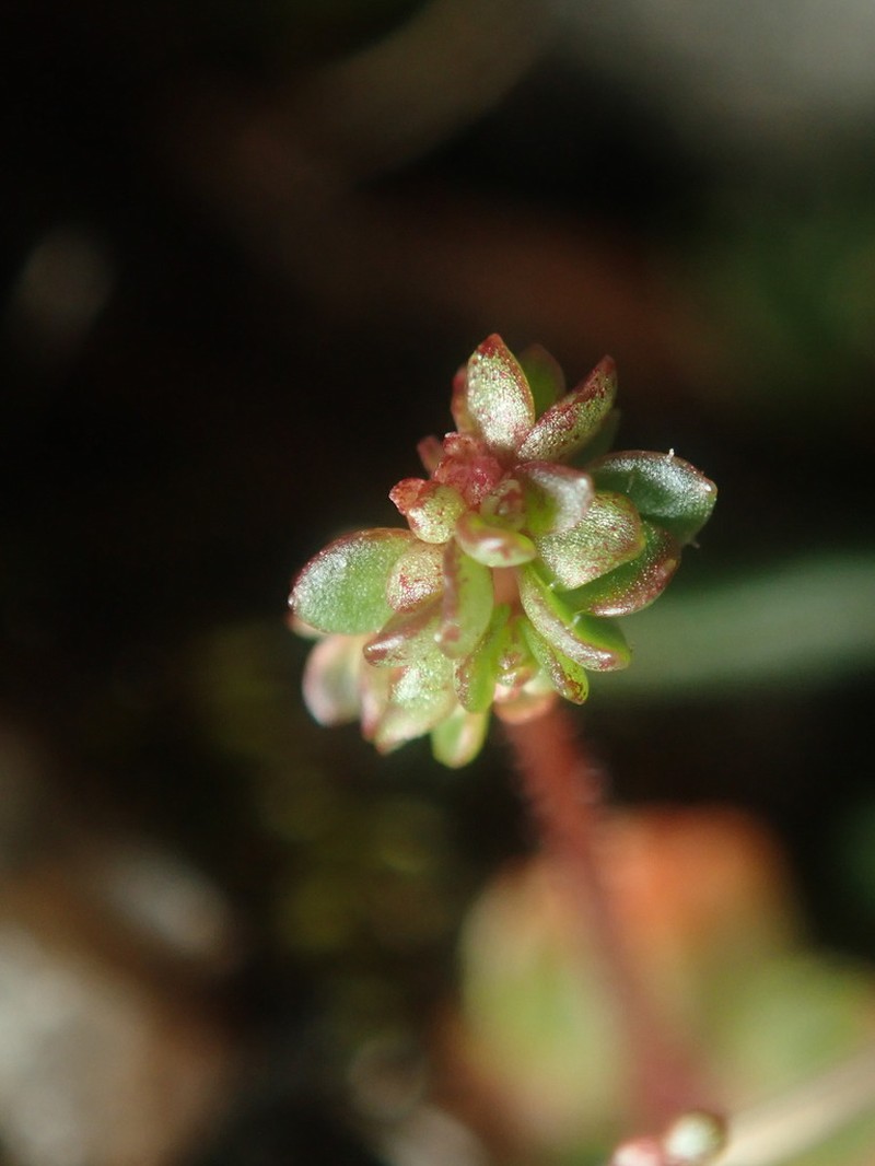Leafystem Saxifrage photo 5