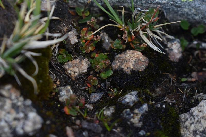 Leafystem Saxifrage photo 6