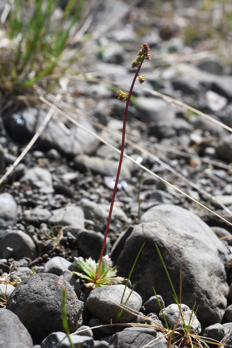 Leafystem Saxifrage photo 7