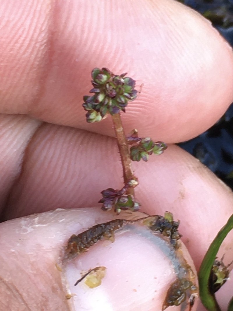 Leafystem Saxifrage photo 8