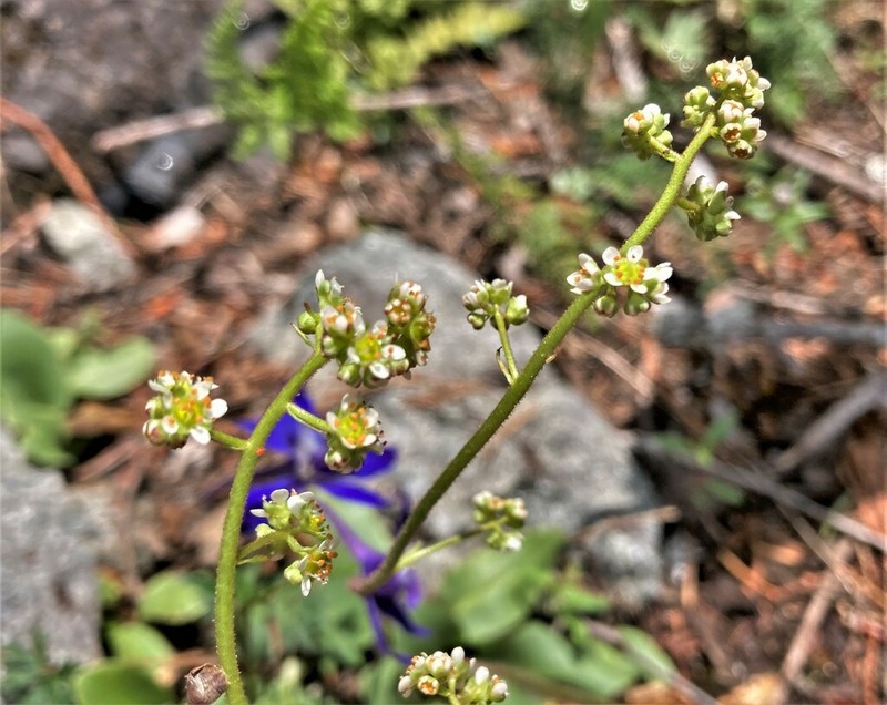 Micranthes fragosa