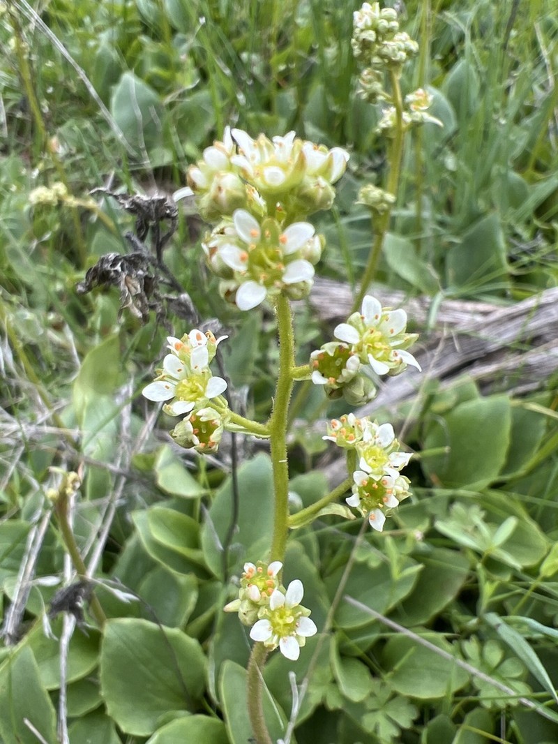 Micranthes fragosa photo 2