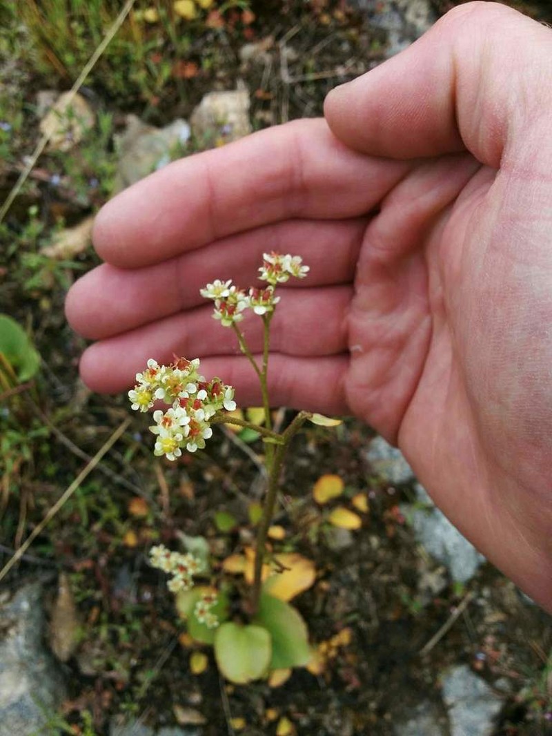 Micranthes fragosa photo 3