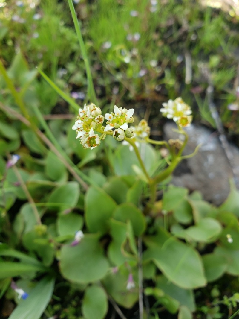Micranthes fragosa photo 4