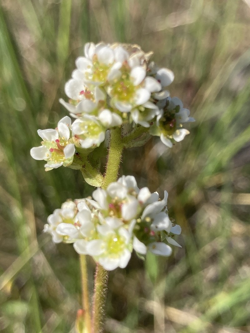 Micranthes fragosa photo 5