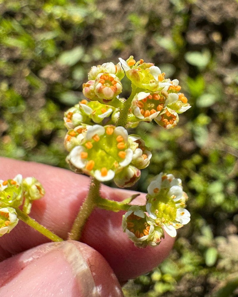 Micranthes fragosa photo 6