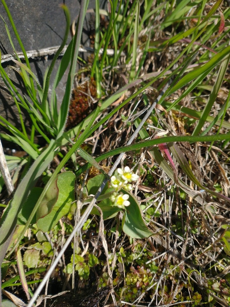 Micranthes fragosa photo 7
