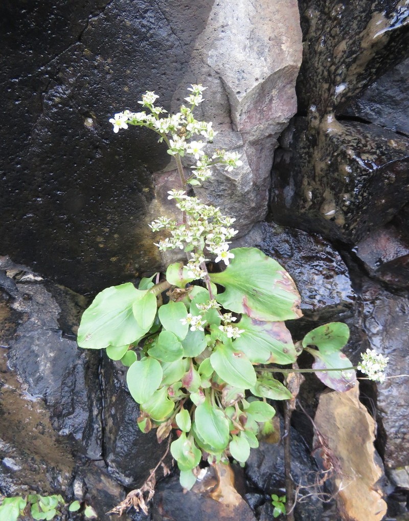 Micranthes fragosa photo 8