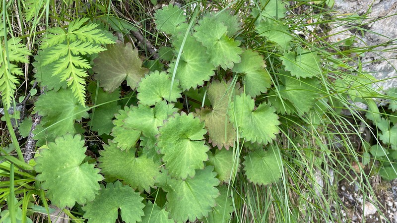 Micranthes fusca