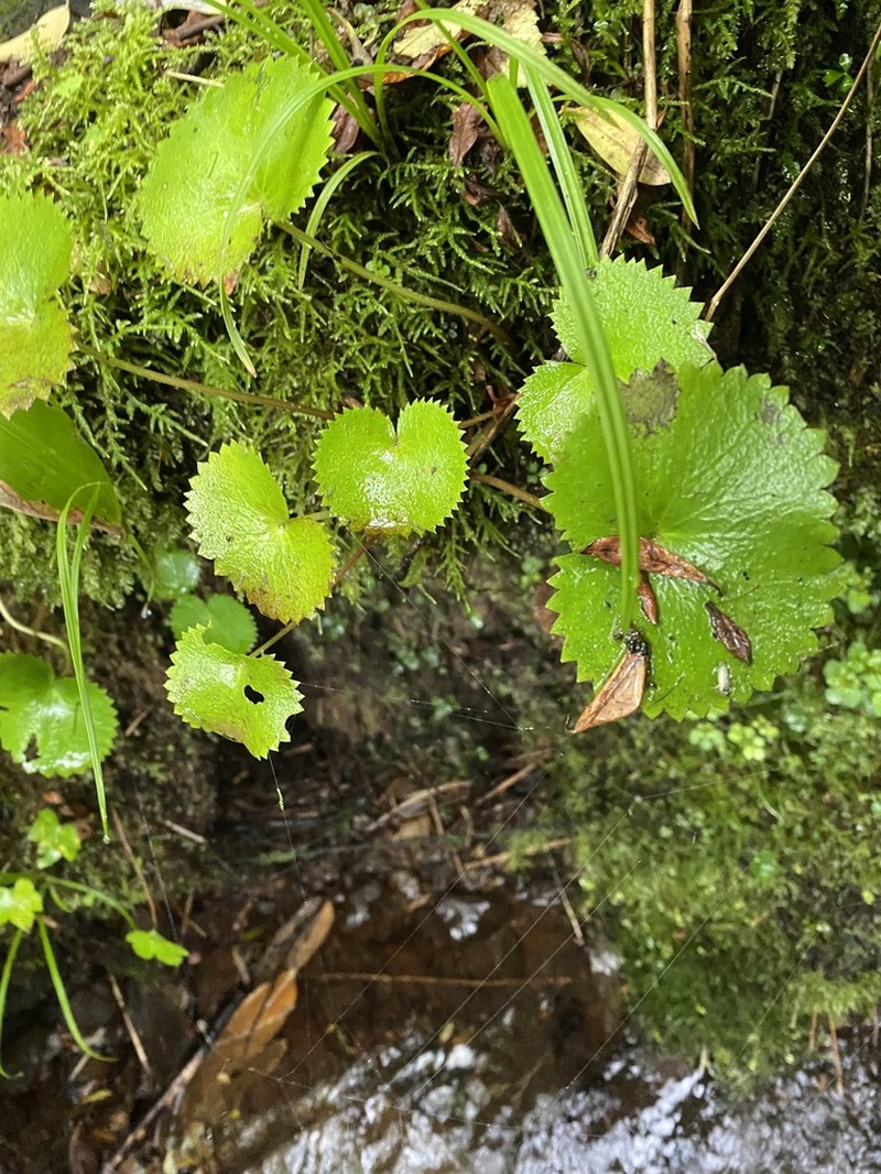Micranthes fusca photo 4