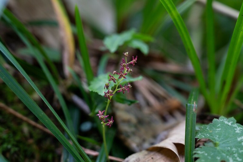 Micranthes fusca photo 6