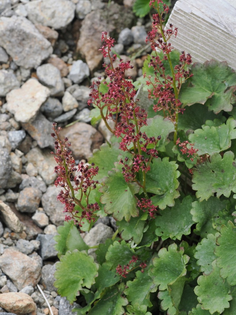 Micranthes fusca photo 7