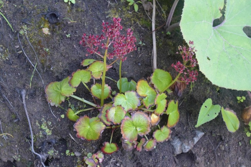 Micranthes fusca photo 8