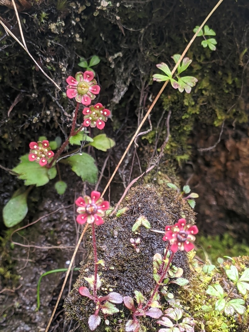 Micranthes gageana