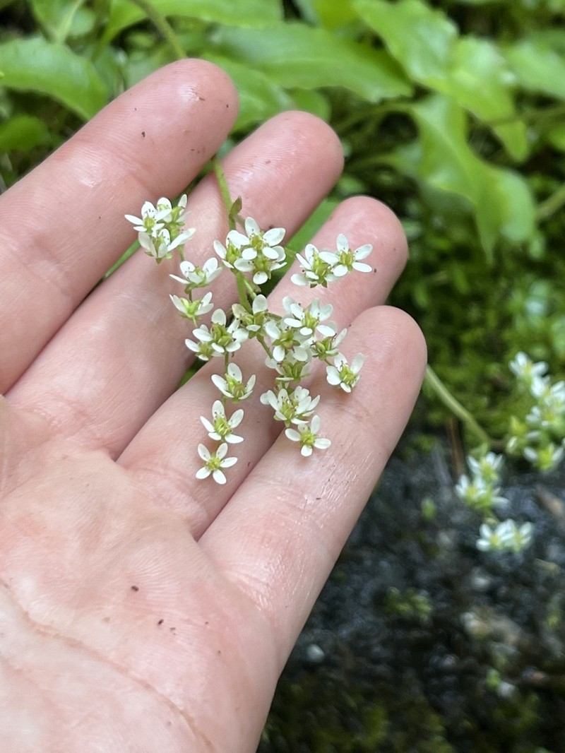 Gorman's Saxifrage