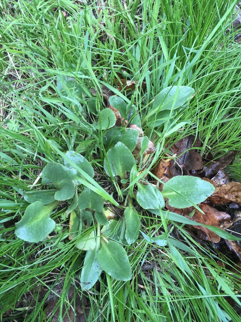 Gorman's Saxifrage photo 2