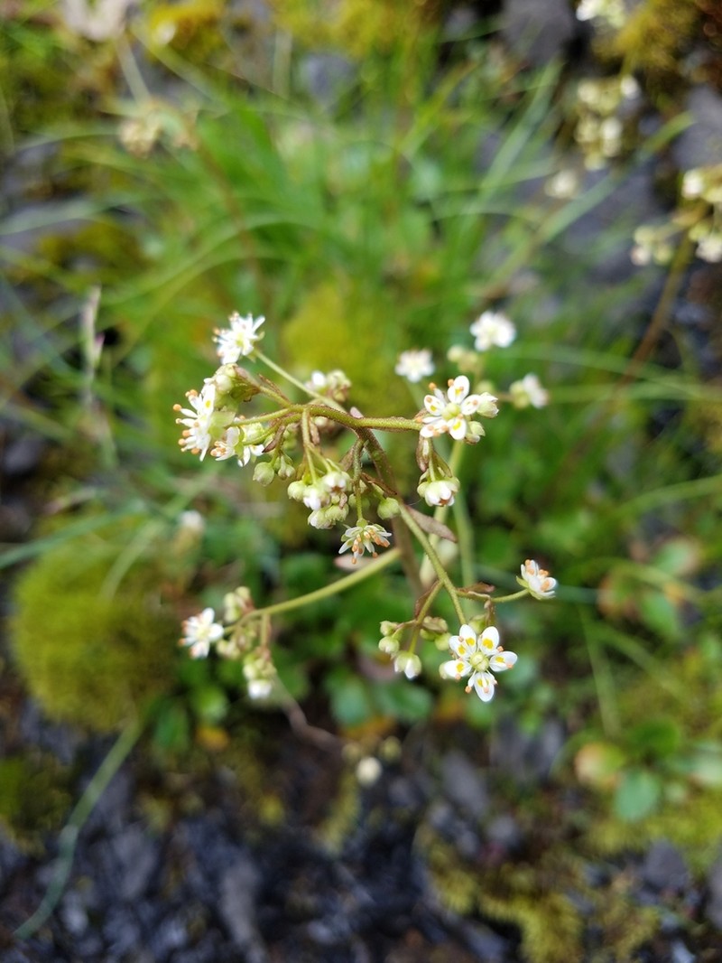 Gorman's Saxifrage photo 3