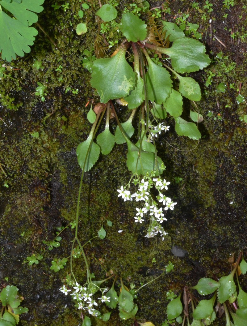 Gorman's Saxifrage photo 4