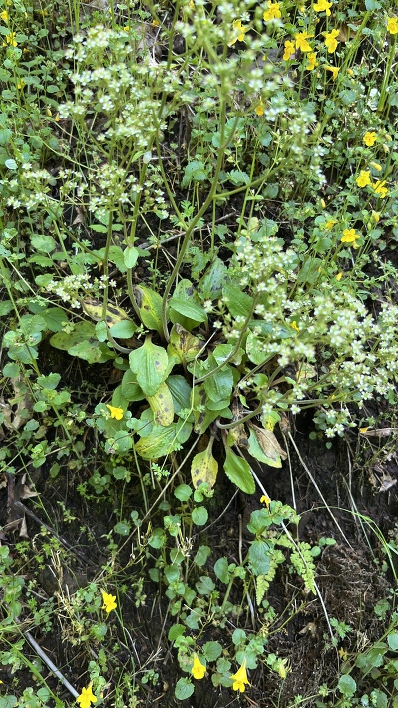 Gorman's Saxifrage photo 5
