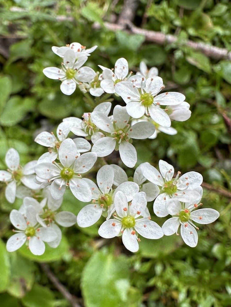 Gorman's Saxifrage photo 6
