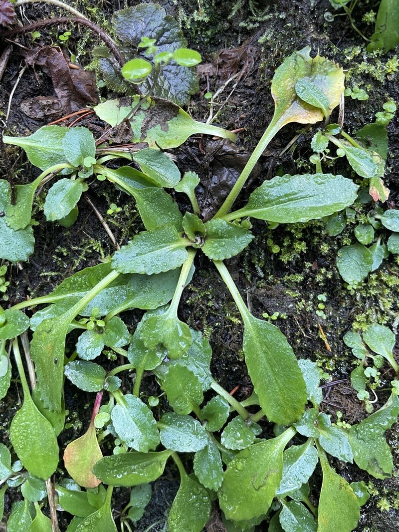 Gorman's Saxifrage photo 7