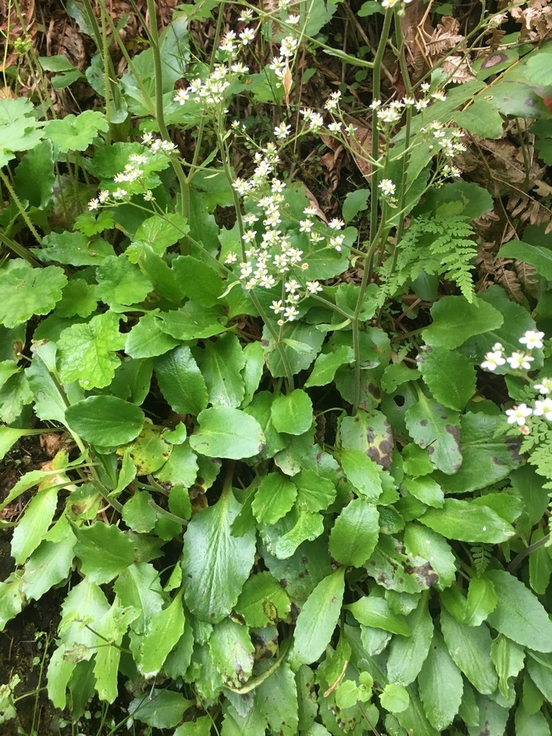 Gorman's Saxifrage photo 8