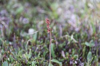 Stiffstem Saxifrage