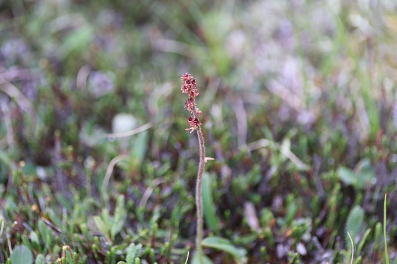Stiffstem Saxifrage