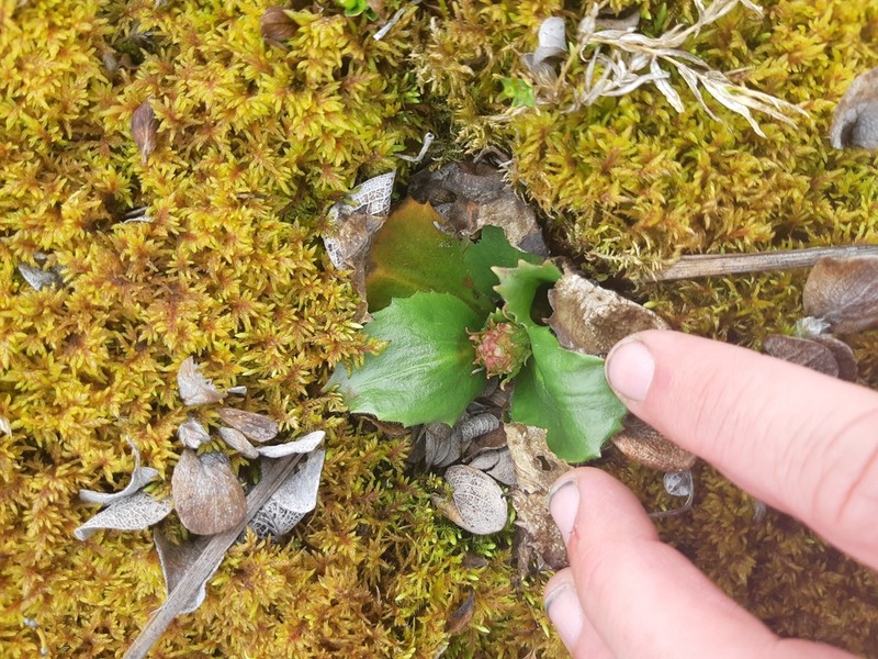 Stiffstem Saxifrage photo 2