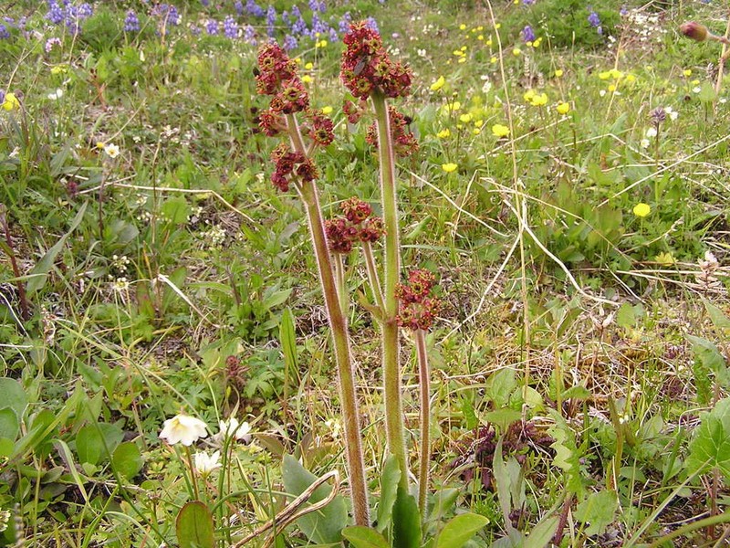 Stiffstem Saxifrage photo 3