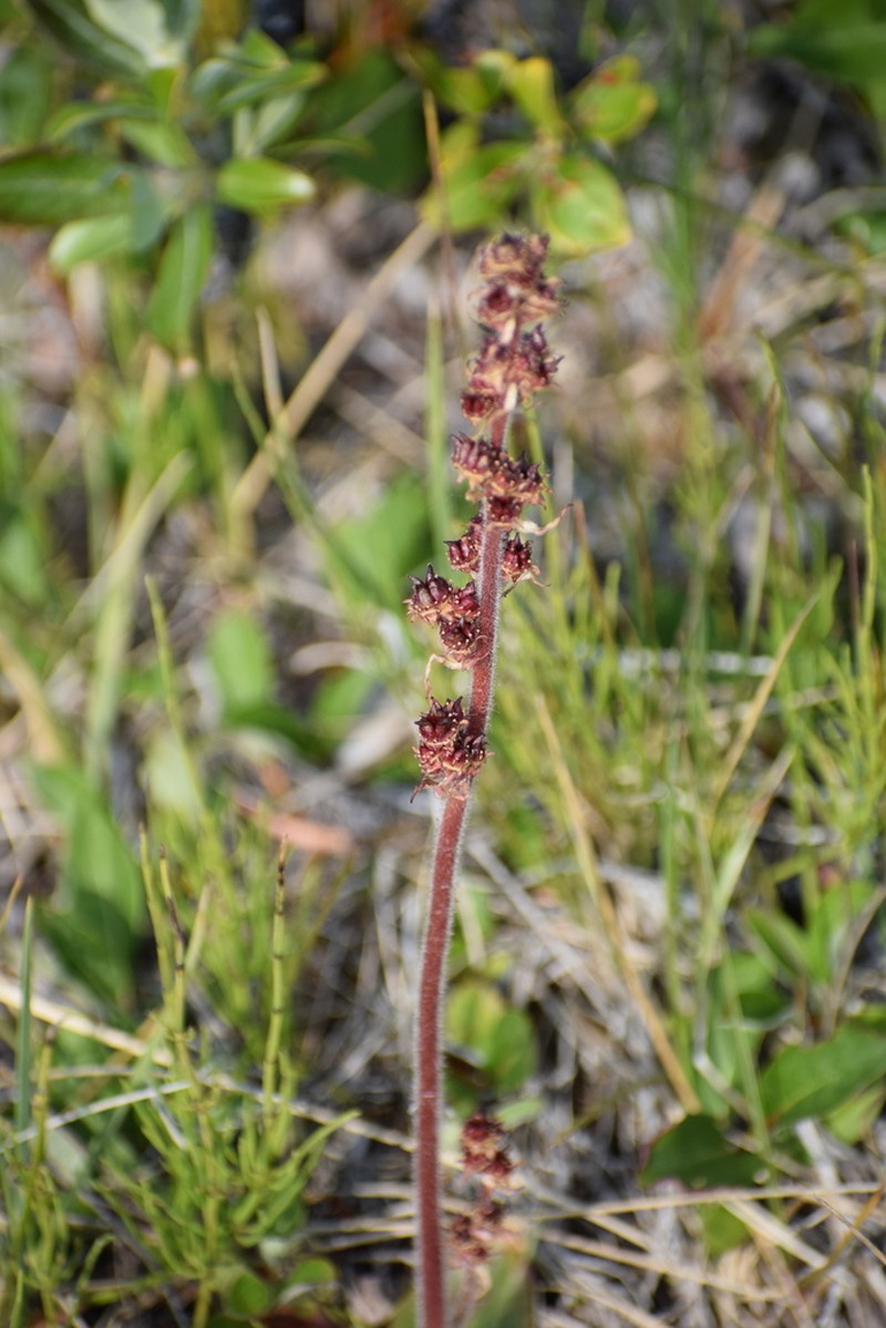 Stiffstem Saxifrage photo 4