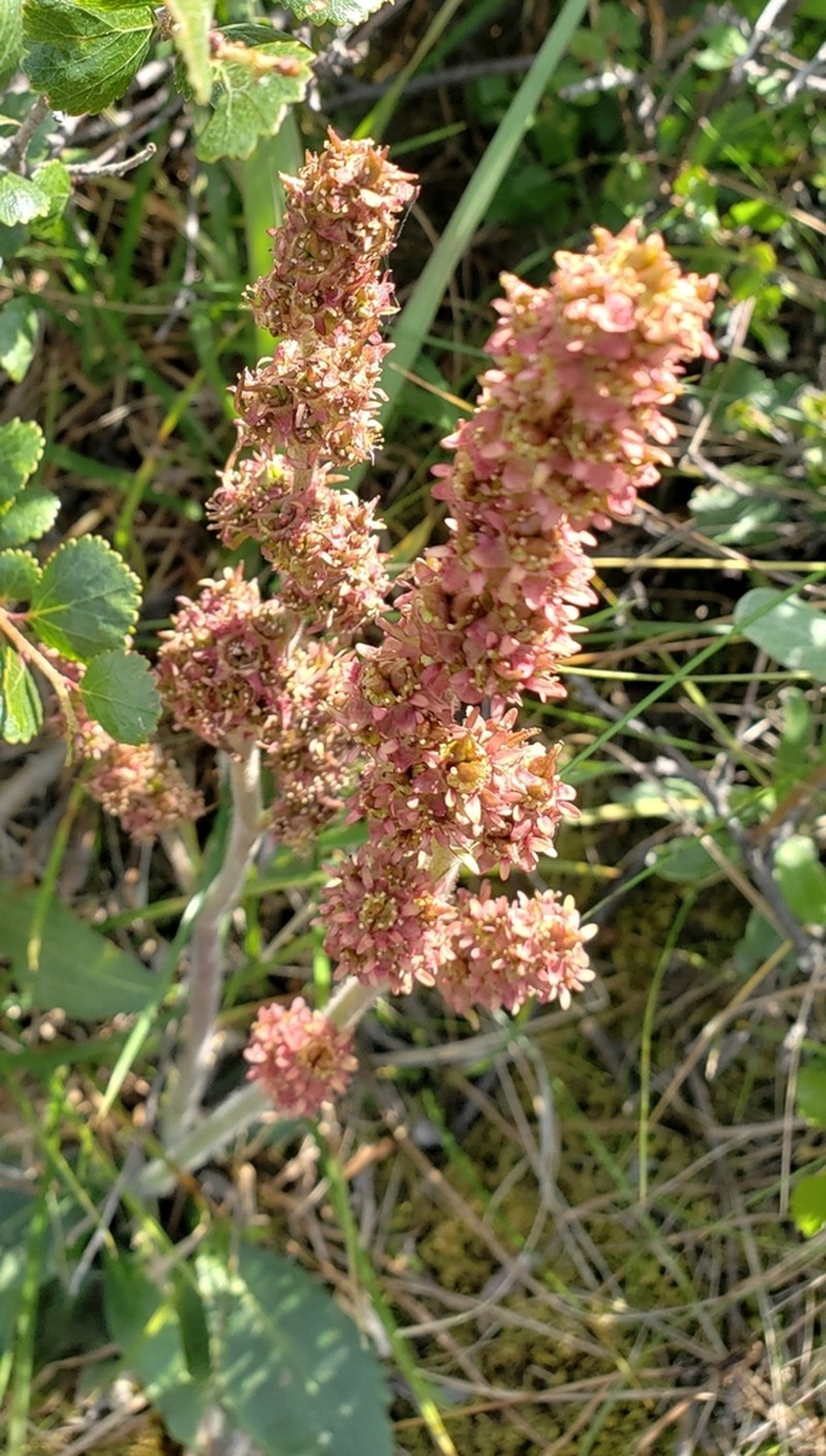 Stiffstem Saxifrage photo 5