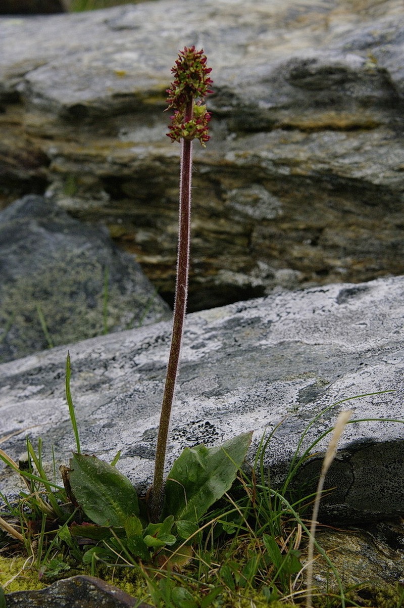 Stiffstem Saxifrage photo 6