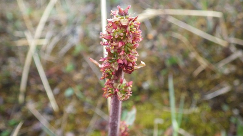 Stiffstem Saxifrage photo 7