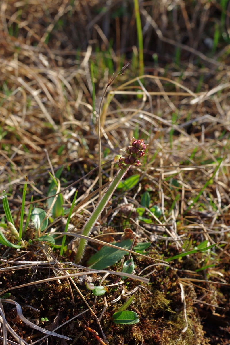 Stiffstem Saxifrage photo 8
