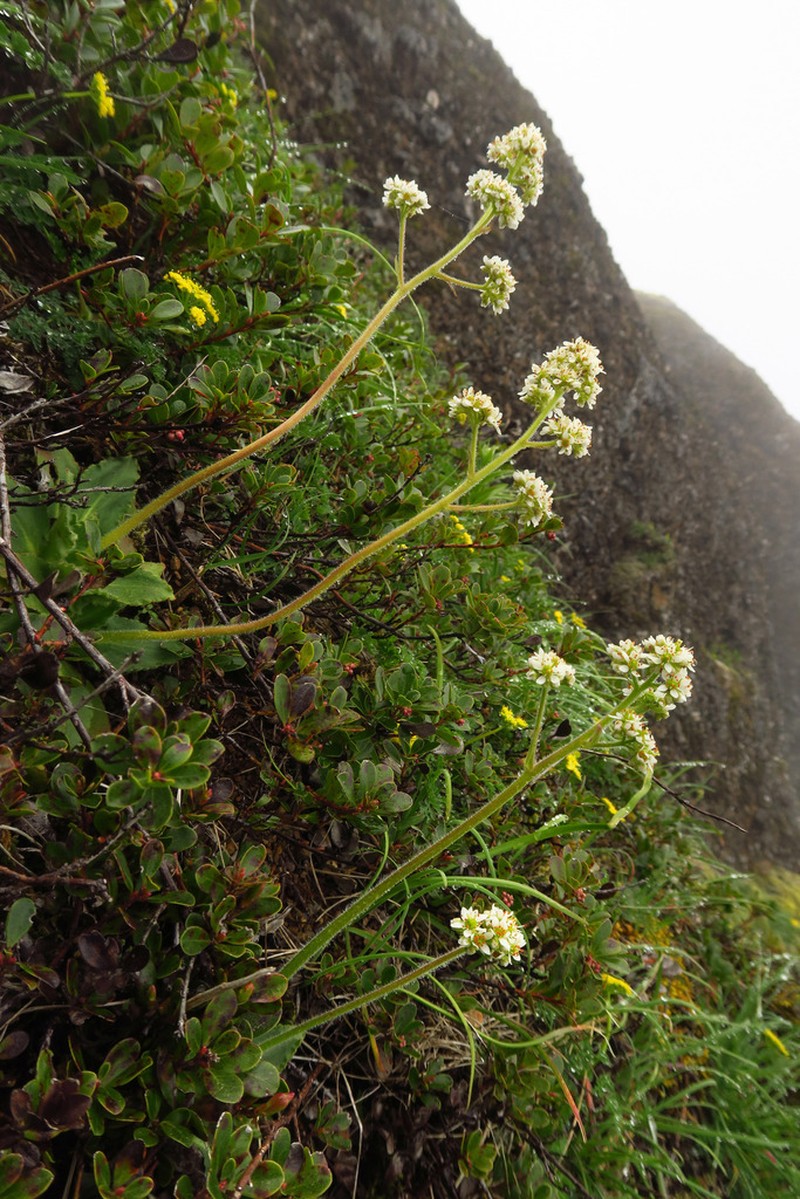 Saddle Mountain Saxifrage