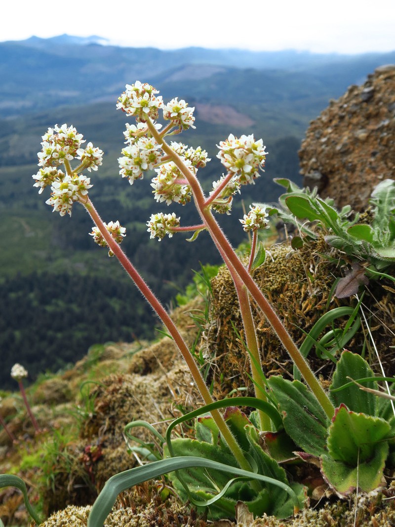Saddle Mountain Saxifrage photo 2