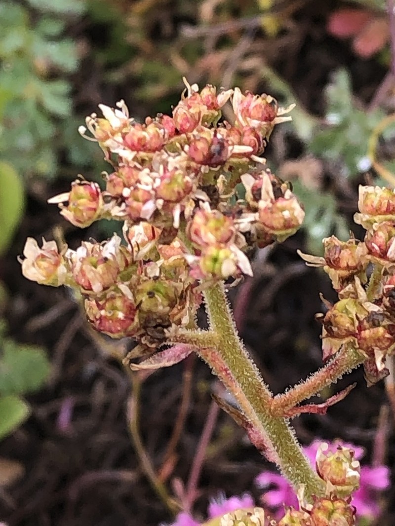 Saddle Mountain Saxifrage photo 3