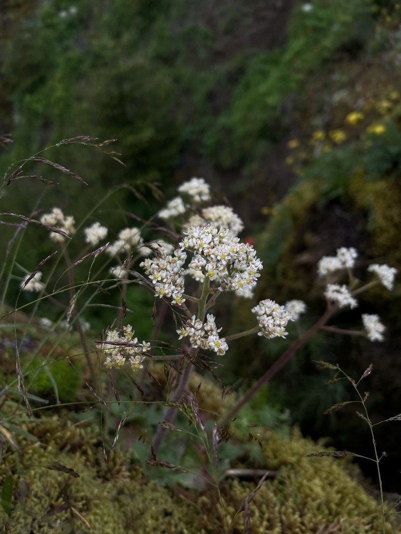 Saddle Mountain Saxifrage photo 4