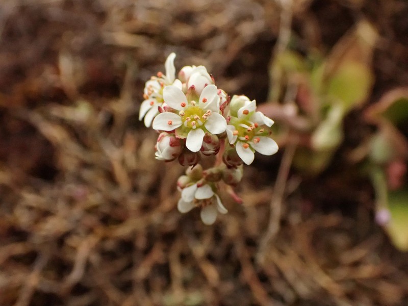 Saddle Mountain Saxifrage photo 5
