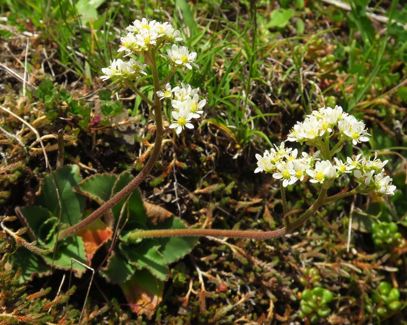 Saddle Mountain Saxifrage photo 6