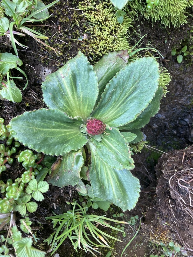 Saddle Mountain Saxifrage photo 7