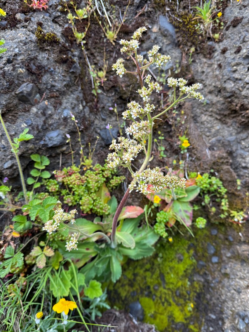 Saddle Mountain Saxifrage photo 8